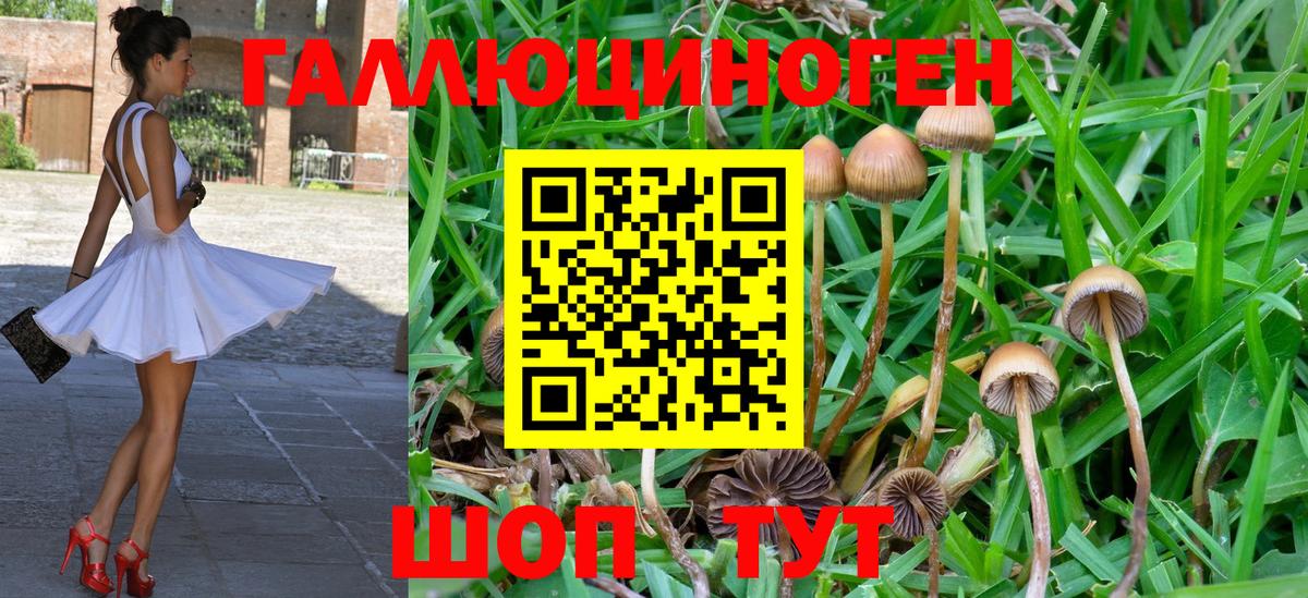 Верхняя Салда  Галлюциногенные грибы Psilocybine cubensis  Вход с VPN 